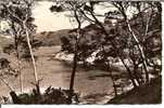 Cpsm, Ile De Porquerolles (Var), La Plage De L´OElicastre Et Pointe Du Pin - Porquerolles