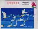 Swan Bird,kingdom Of Migratory Bird,China 1998 Poyanghu Lake Landscape Pre-stamped Card - Cisnes