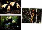 2 Panda + 1 Tree Kangaroo Postcard - 2 Carte De Panda + 1 Tree Kangaroo - Beren