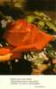 Pensée De Saint-Bernard Rose Fleur Flower Amour Love Religion   - Neuve - Filosofie