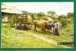 RICE WAGON DRAWN BY BULLS -CARRETAS TIRADAS POR BUEYES -POSTCARD Sent At Sea PAQUEBOT From SUVA, FIJI  To ENGLAND - Panamá