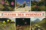 Pyrénées. Fleurs De Pyrénées: Edelweiss, Géranium Palustre, Rhodo, Trolle, Soldanelle, Carline Argentée. - Midi-Pyrénées