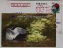 Whooper Swan Bird In Reed Wetland,CN00 Maolong Feather Down Product Advertising Pre-stamped Card - Swans