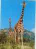 Cpm Girafe Giraffe - Giraffes