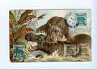 [01462] Hippopotamus (by P. Perlbera) - Postcard From Haifa (1923) - Palästina