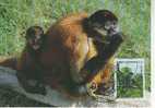 WM0337 Singe Araignee Atele De Geoffroy Honduras 1990 FDC Premier Jour Maximum WWF - Mono