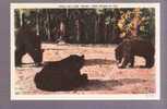 This Card "Bears" Good Wishes To You - Osos