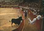 Taureaumachie. La Course Libre De Taureaux. Un Joli Coup De Barrière. - Toros