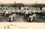 45 - TEILLAY - COUR De FERME - MOUTON - BREBIS - CARTE STEREOSCOPIQUE - STEREOVIEW - STEREOSCOPISCHE KAART - Viehzucht