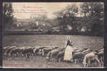 HAUTE GARONNE - Pibrac - Pélerinage De Pibrac - Sainte Germaine Gardant Les Moutons - Pibrac