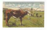 "Old Tex"Famous Texas Longhorn Steer Horns Over 8 Feet Tip To Top.  TX3A - Other & Unclassified