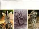 3 Zebra Postcards - 3 Cartes Sur Les Zèbre - Zebras