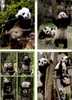 4 Panda Bears Postcards - 4 Carte De Panda - Osos