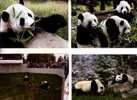 4 Panda Bears Postcards - 4 Carte De Panda - Osos