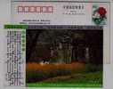 Riverside Waterwheel,flower Field,China 2001 Kunming Qinglongxia Gorge Tourism Advertising Pre-stamped Card - Water