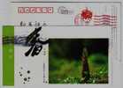 Wish Of Life,Bamboo Shoot,Chinese Characters "Spring",China 2007 Spring's Greeting Advertising Postal Stationery Card - Legumbres