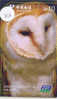 UIL HIBOU Owl EULE Op Telefoonkaart (256) - Uilen