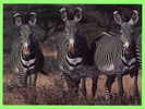 ZÈBRES DE GÉVRY - PARC NATIONAL DE SAMBURU,KENYA - BRUCE COLEMAN LTD - - Zebra's