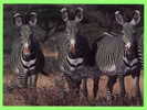 ZÈBRES DE GÉVRY - PARC NATIONAL DE SAMBURU,KENYA - BRUCE COLEMAN LTD - - Zebras