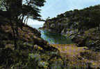 Carte Postale 83.  Porquerolles  L'Oustaou De Diou  Trés Beau Plan - Porquerolles