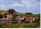 VENDANGES - L´ ALSACE Pittoresque -  Attelage Avec Un Boeuf - Equipos