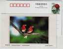 Common Rosefinch,China 2002 Dongtan Rare Bird Postal Stationery Card - Sparrows