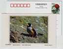 Yellow-billed Grosbeak,China 2002 Dongtan Rare Bird Postal Stationery Card - Passeri