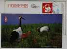 China 2004 Protect Rare Wildlife Animal Pre-stamped Card Red-crowned Crane Bird - Grues Et Gruiformes