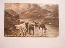 Cows -  Cca 1905-10  G  D31613 - Stiere