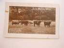 Cows -  Cca 1910  G-  D31614 - Stieren