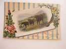 Cow - Bull  -  Cca 1915  G  D31616 - Stieren