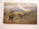 Cows  -Highland Cattle At Arrocar   Cca 1905-10´s   G  D31621 - Tauri