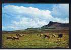 Postcard Highland Cattle Broadford Postmark Isle Of Skye Scotland   - Ref 185 - Inverness-shire