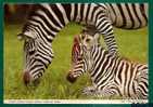 FAUNA - ZÉBRE DE GRANT - GRANT´S ZEBRA - POSTCARD Sent From KENYA To PAOLI, PA - MAP OF AFRICA - Cebras