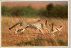 CARTE POSTALE DU KENYA - GUEPARD ET GAZELLE DE THOMSON - Kenya