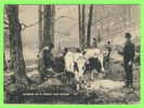 ATTELAGES DE VACHES - COWS TEAM - GATHERING SAP IN VERMONT MAPLE ORCHARD - COWS PULLING SLEIGH - TRAVEL IN 1958 - - Teams