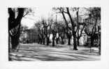 La Place Et La Fontaine - Saint-Maximin-la-Sainte-Baume