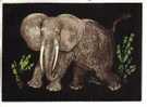 GOOD USSR / RUSSIA POSTCARD 1959 - Elephant - Olifanten