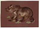 GOOD USSR / RUSSIA POSTCARD 1959 - Brown Bear - Bären