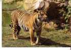 DOUE LA FONTAINE -  Parc Zoologique -  TIGRE De SUMATRA - Tigri