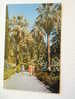 Sochi  Sotchi  -Dendrarium -Botanical Garden - The Washington  Palm Tree Lane - Crimea Ukraine    URSS 1975  VF  D32372 - Ukraine