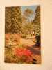 Sochi  Sotchi  -Dendrarium -Botanical Garden -Rhododendrons  - Crimea Ukraine    URSS 1976  VF  D32383 - Ukraine