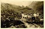 CPA - Sur La Route Du Lac D'Estaing - La Douce France - Les Pyrénées - N° 26 - Vaches - Midi-Pyrénées