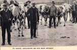 AU MARCHE - AGRICULTURE - FOIRE Aux BESTIAUX - BOEUF Et  VACHE - Viehzucht