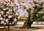 Kyoto 1978 - Cherry Blossoms Cerisiers Cerezos - Heian Shrine Reliquaire - Kyoto