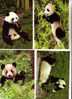 4 Geant Panda Bears Postcard - 4 Panda Geant - Beren