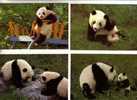 4 Geant Panda Bears Postcard - 4 Panda Geant - Beren