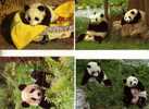 4 Geant Panda Bears Postcard - 4 Panda Geant - Beren