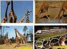 4 Giraffe Postcard - 4 Giraffe - Girafes