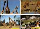 4 Giraffe Postcard - 4 Giraffe - Giraffe